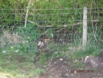 150422_barn 06.jpg