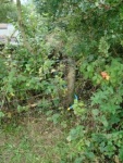 140903_barn 01.jpg