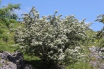 120604_jubilee 024.jpg
