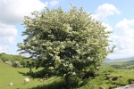 120604_jubilee 025.jpg