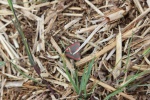120604_jubilee 030.jpg