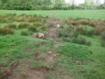 140506_pheasent field 02.jpg