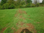 140506_pheasent field 03.jpg