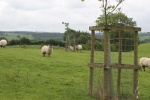 120610_bridges 020.jpg