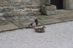 120610_bridges 027.jpg