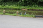 120610_bridges 047.jpg